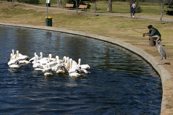 American White Pelicans, with Great Blue Heron at right
