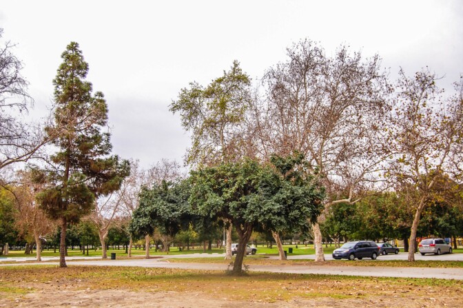 semaptrees02