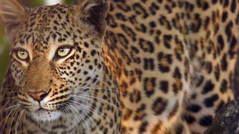 Lions Steal a Starving Leopard's Kill