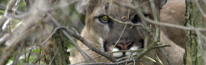 Puma Face
