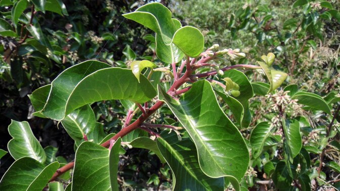 Laurel sumac grows at Gardena Willows Wetland Preserve | Sandi Hemmerlein