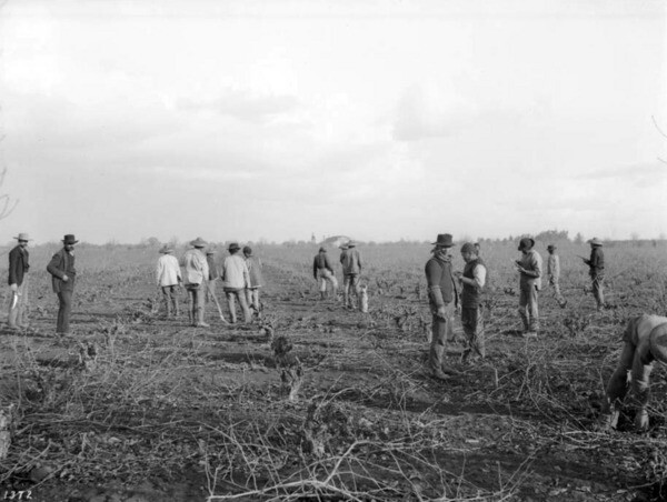 Vineyardists