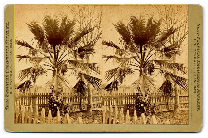 Semi-Tropical California Scenery: Fan-leaf palm (H. T. Payne & Company). Photograph courtesy of California State Library