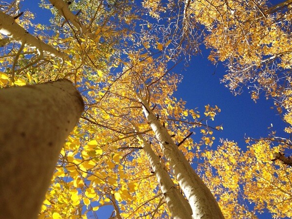 Bright yellow aspens along Rock Creek Road in Mono County, October 2013. | Photo: Zach Behrens/KCET