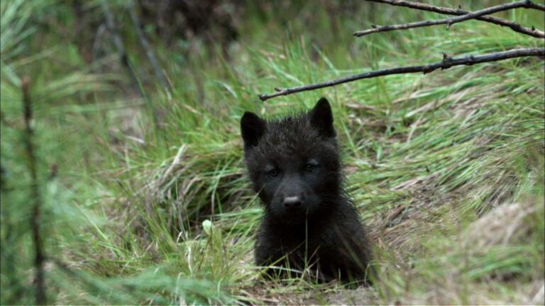 Wolf Pups Right Off the Trail