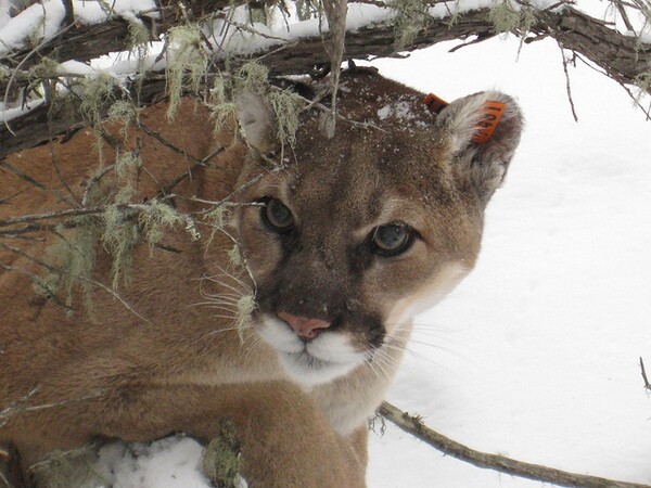 predators-importan-to-ecosystems-1-10-14-thumb-600x450-66780