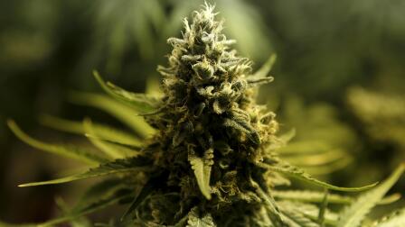 For some NFL players, ban on medical marijuana is real pain