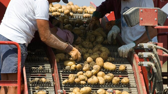 Farm workers sort potatoes. Photo: Ridofranz