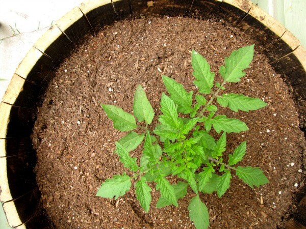 Tomato1
