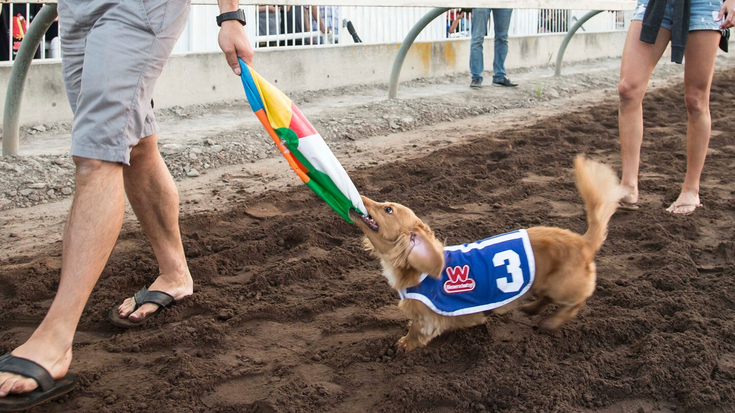 Wiener dog number 3 tugs at a deflated inflatable ball with its teeth.