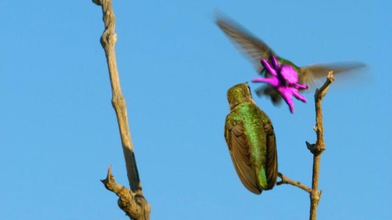 Costa's Hummingbird Dances to Woo Mate