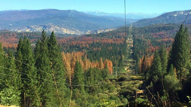 Dead trees along a transmission line corridor in the Sierra National Forest | Photo: U.S. Forest Service