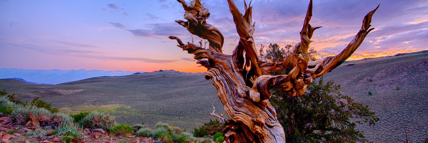 Bristlecone pine | Chao Yen/Flickr