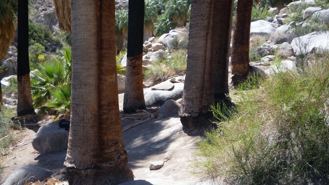 Palm trees in 49 Palms Oasis