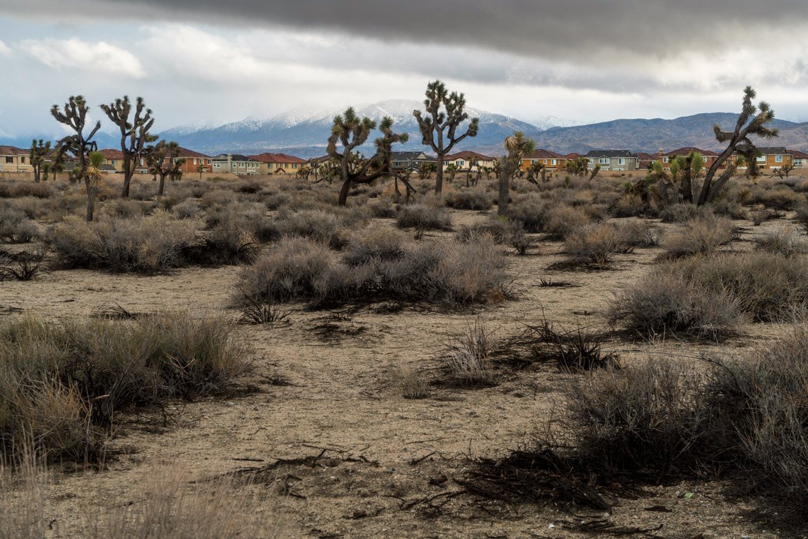 An Antelope Valley tract home development with undeveloped Joshua tree woodland in the foreground. | Kim Stringfellow © 2017.