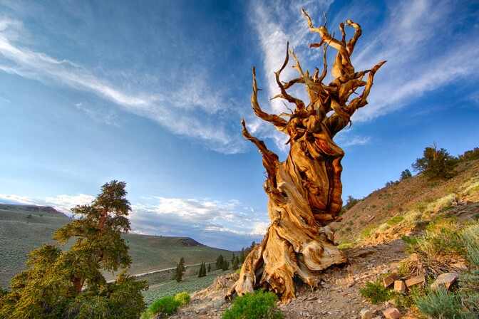 Bristlecone Pine | Chao Yen/Flickr