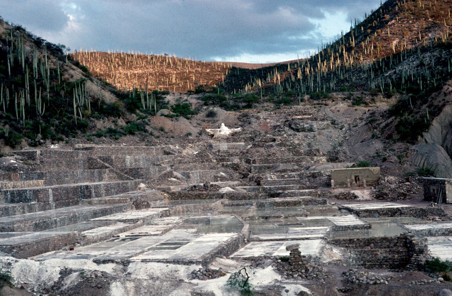 An archaeological site in Tehuacan Valley, Puebla, Mexico surrounded by large populations of Neobuxbaumia columnar cactus.