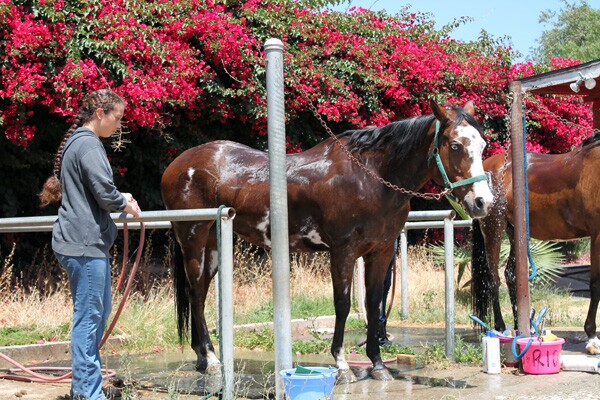 In addition to learning how to ride the girls are also taught how to take care of the horses.