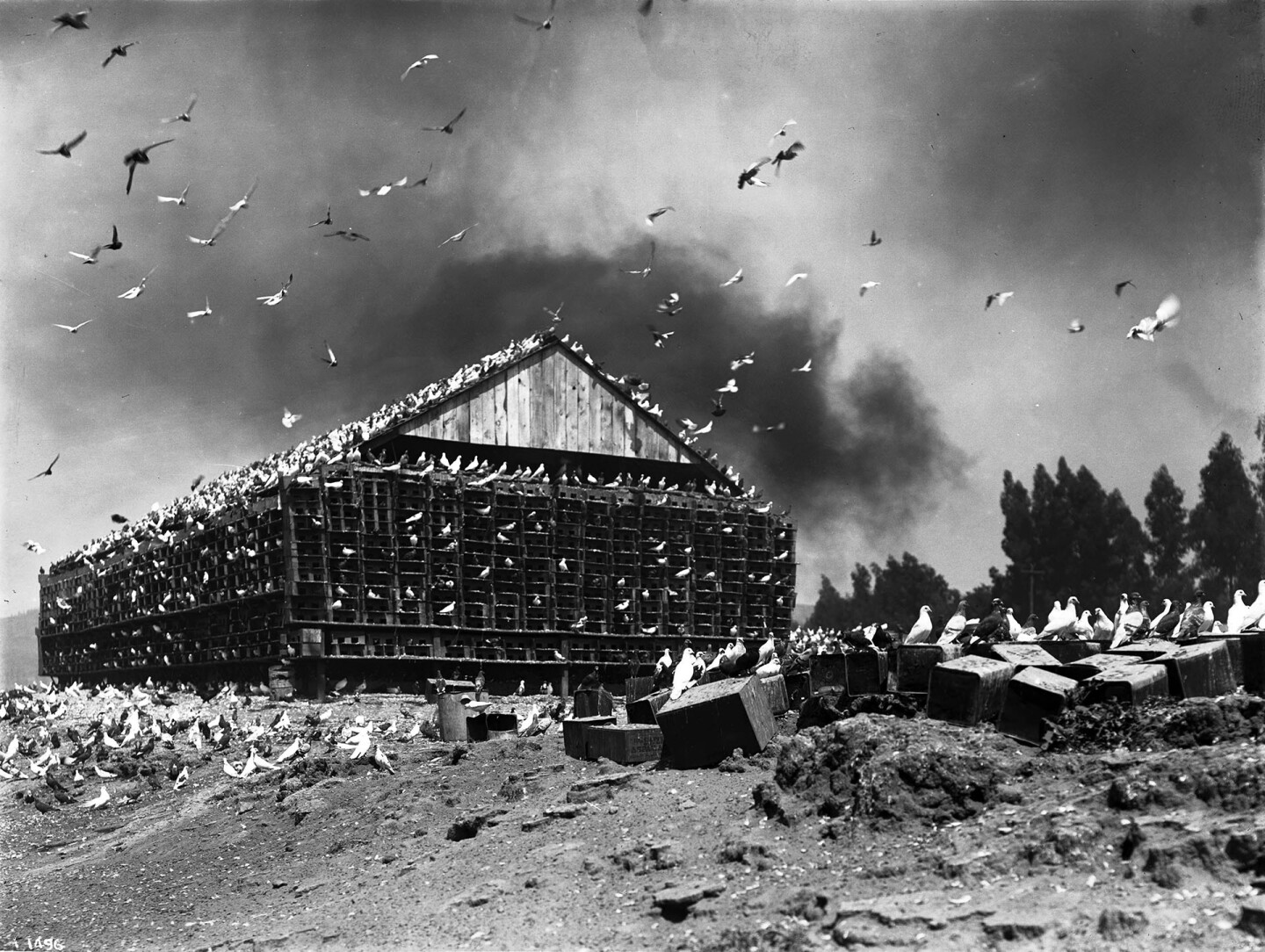 Massive bird coop covered in pigeons on a pigeon ranch on the Los Angeles River, ca.1900