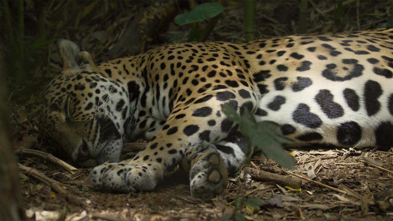 Stream Nature Seasons & Full Episodes | PBS SoCal