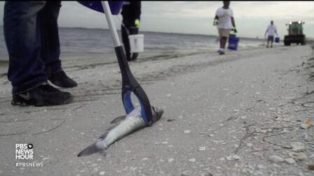 Florida's toxic red tide is a perfect storm for Gulf Coast