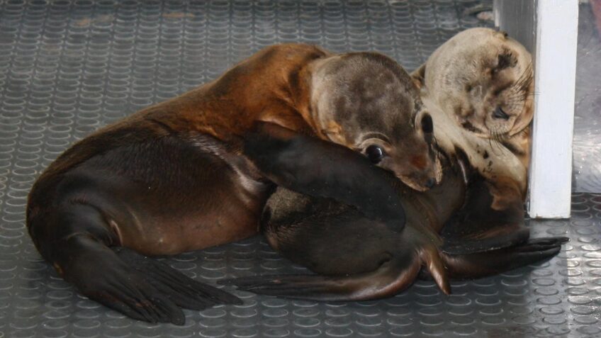 seal pups