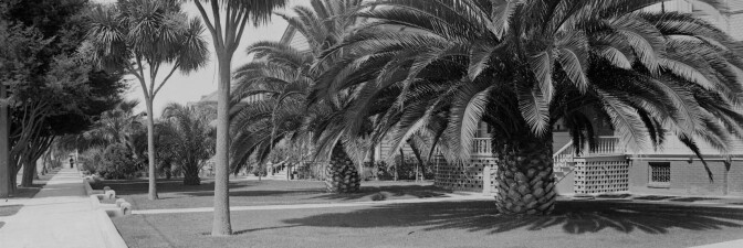 Palm trees