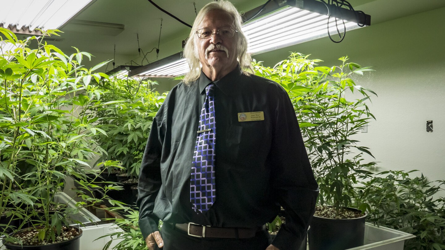 Adelanto councilman John "Bug" Woodard pictured with a local grower's "mother trees" that will be later cloned for large-scale marijuana cultivation. (featured)