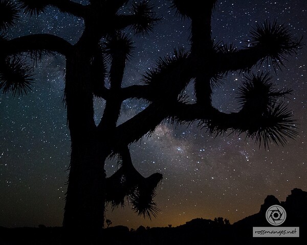 jtree-stars-11-21-13-thumb-600x480-64379