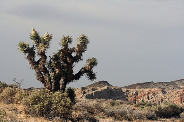 red-rock-canyon-mine-12-16-14-thumb-630x420-85450