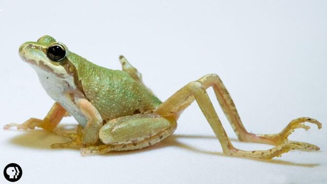 frog-with-many-legs