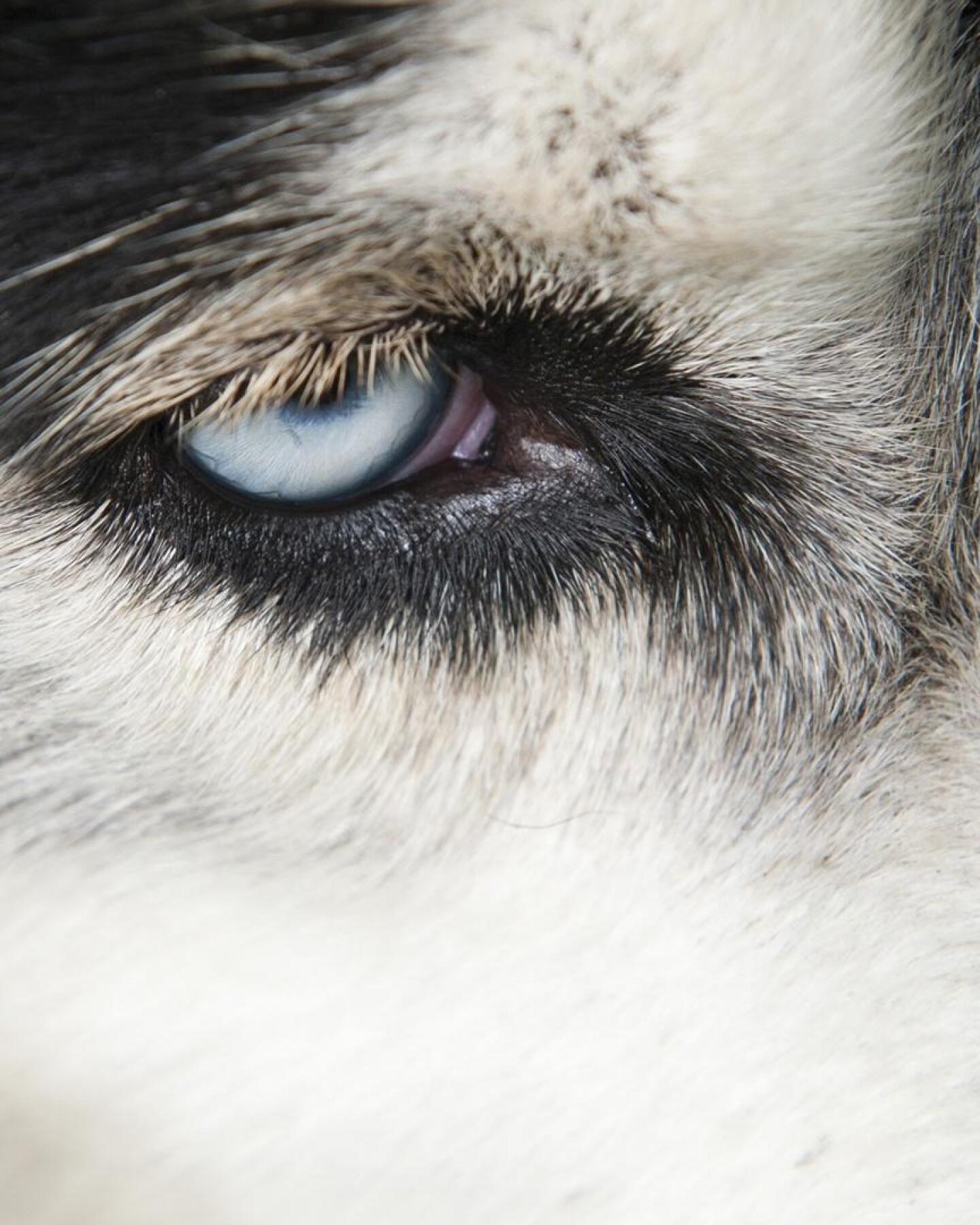 The eye of a husky dog. | "NOVA: Inside Animal Minds - Dogs & Super Senses"
