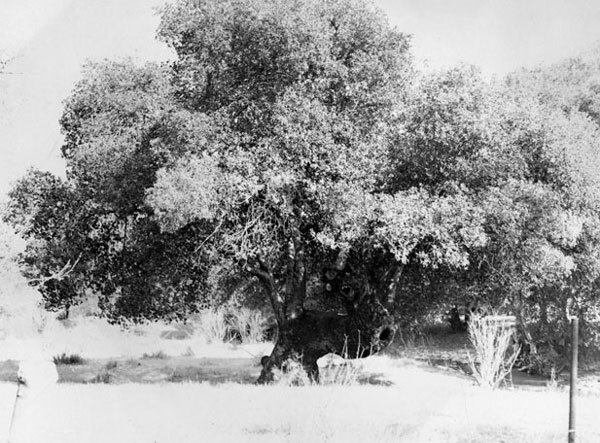 oak- of- the-golden-dream.jpg