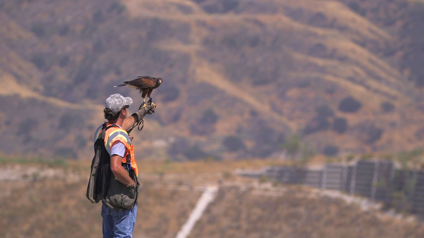 harris-hawk3.jpg