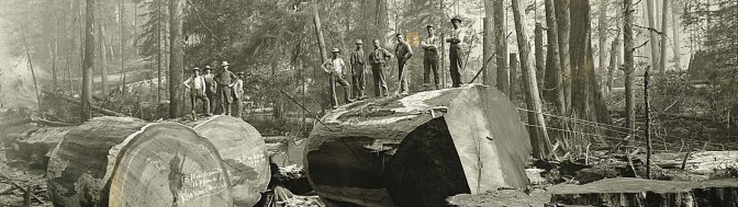 Loggers standing atop a massive, felled Redwood tree