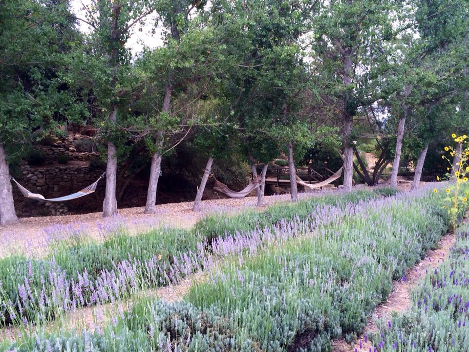 Courtesy Frog Creek Lavender Farm