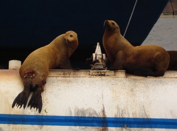 The sea lion on the left, attacked by a shark in recent days, looks sad. | Photo: Courtesy of Santa Barbara Harbor Patrol
