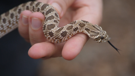 Snakes