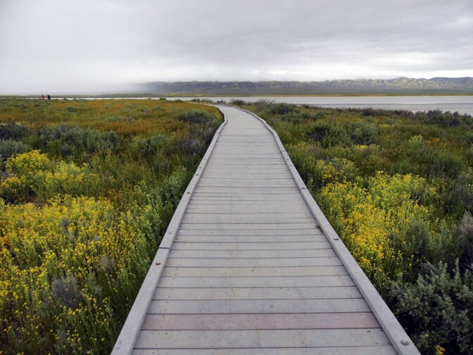 Carrizo Plain superbloom