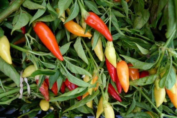 Chiles