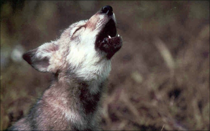 mex-wolf-pup-3-4-16.jpg