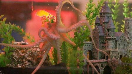 Think Like an Octopus | Bites