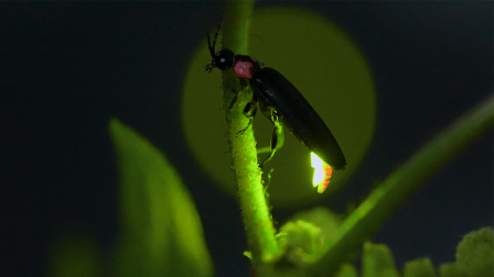 Why Do Animals Glow? The Science of Bioluminescence