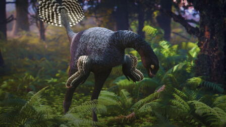 Did These Feathered Wings Evolve to Be Scary?