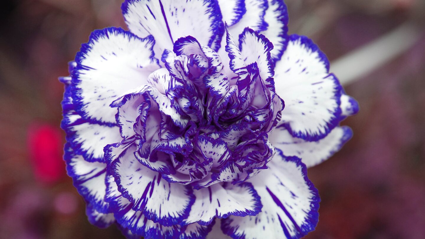 A white carnation with dark blue edges