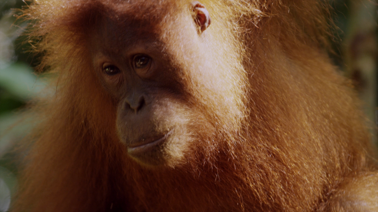 NATURE's 33rd Season: Sneak Preview