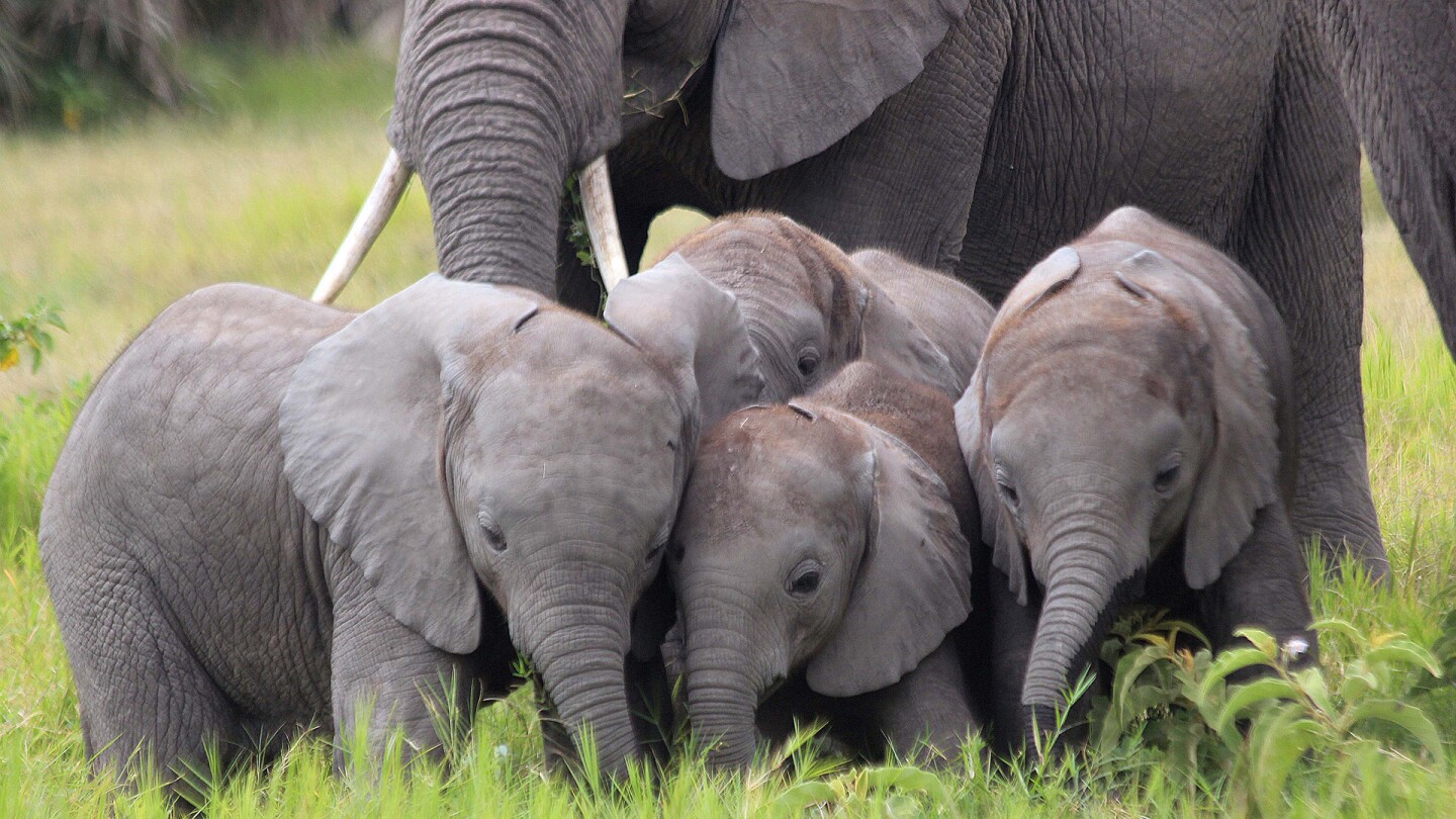 Elephants