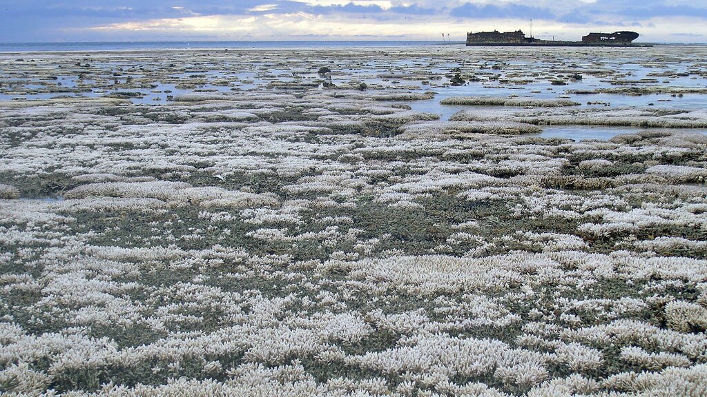Bleached coral on the Great Barrier Reef | Photo: Oregon State University, some rights reserved