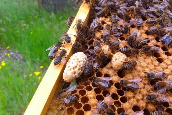 beekeepingla