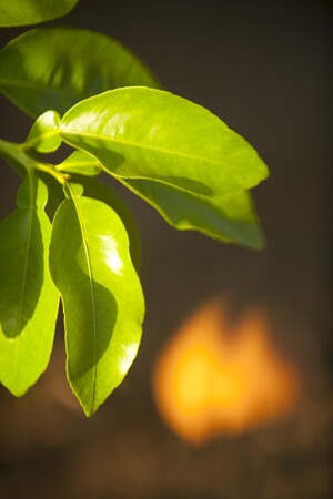 Detail of the 'Parent Navel Orange Tree,' planted in 1873 | Photograph by Douglas McCulloh